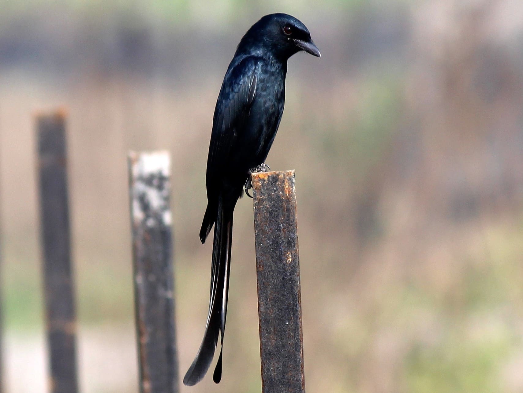 Black Drongo